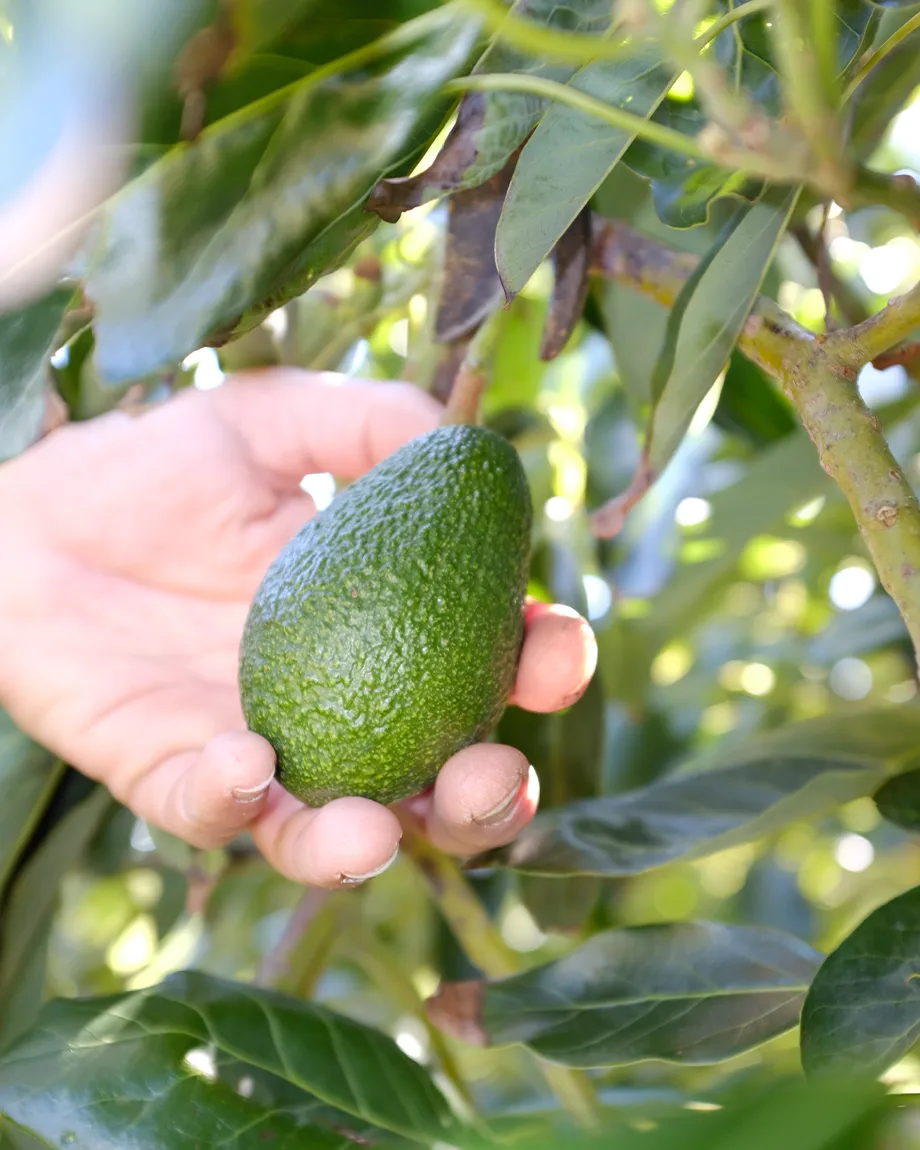 Avocado2