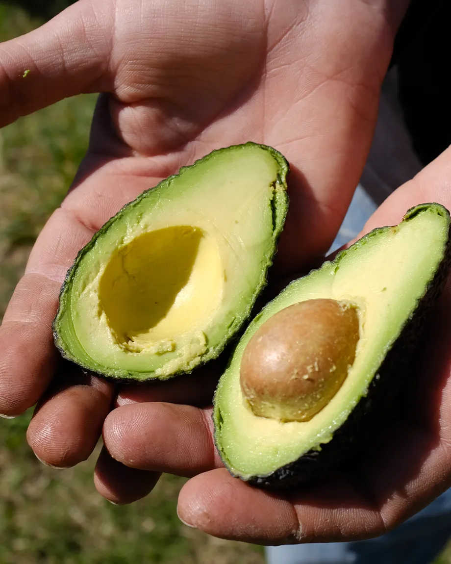 Avocado3