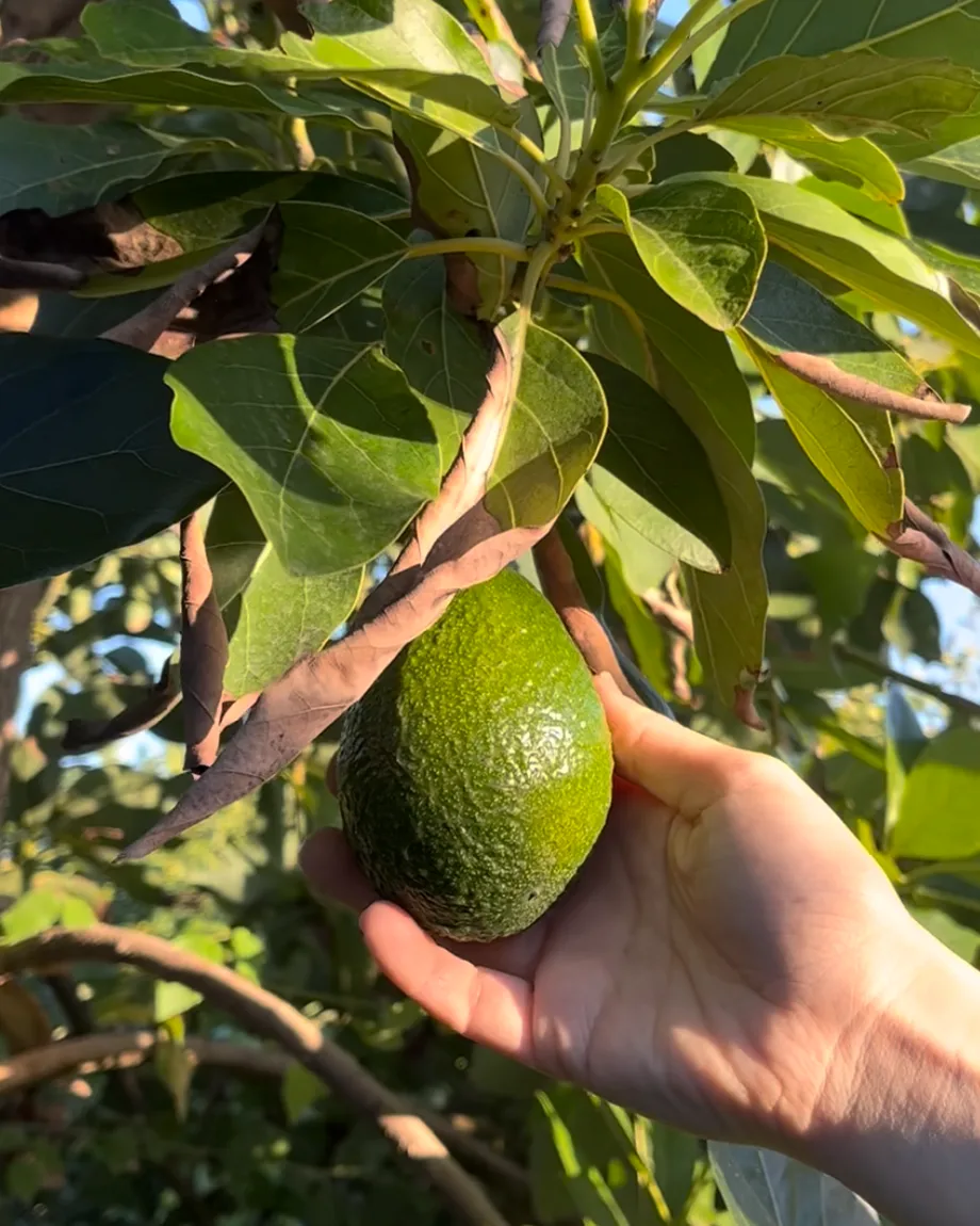 Avocado4