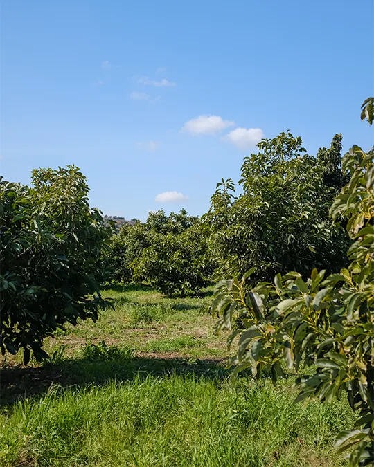 Curiosità Avocado