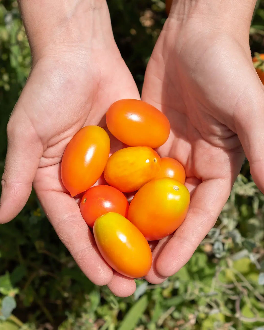 Salsa-di-datterinogiallo-curiosità