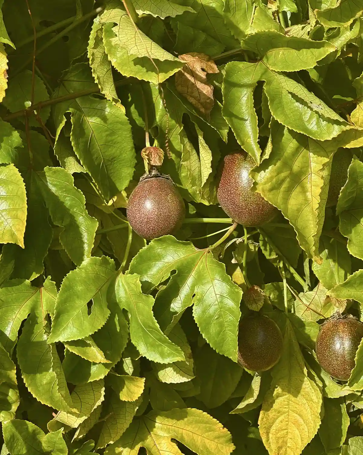 Fruttodellapassione_Albero